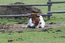 Texanisches Longhorn am 18.9.2010 im Zoo Sauvage de Saint-F�licien,QC.