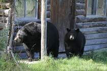 Amerikanische Schwarzbren (Ursus americanus) vor einer Blockhtter. Zoo Sauvage de Saint-Flicien,QC am 18.9.2010.
