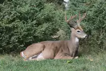 Wei�wedelhirsch (Odocoileus virginianus) am 18.9.2010 im Zoo Sauvage de Saint-F�licien,QC. 
