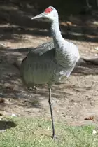Kanadakranich (Grus canadensis) am 18.9.2010 im Zoo Sauvage de Saint-F�licien,QC. 
