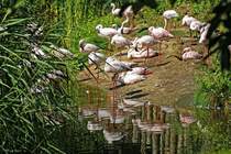 Flamingos - Zoo Leipzig, 17.08.2008