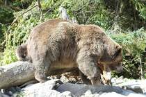 Grizzlybr (Ursus arctos horribilis) am 18.9.2010 im Zoo Sauvage de Saint-Flicien,QC.
