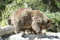 Grizzlyb�r (Ursus arctos horribilis) am 18.9.2010 im Zoo Sauvage de Saint-F�licien,QC.
