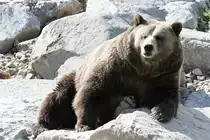 Grizzlyb�r (Ursus arctos horribilis) am 18.9.2010 im Zoo Sauvage de Saint-F�licien,QC.