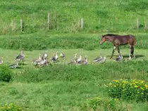  25 gegen Einen , im Bereich Pannerdensch-Kanaal�Neder-Rijn;100906