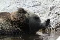 Grizzlyb�r (Ursus arctos horribilis) beim Baden. Zoo Sauvage de Saint-F�licien,QC am 18.9.2010.
