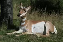 Gabelbock (Antilocapra americana) am 18.9.2010 im Zoo Sauvage de Saint-F�licien,QC.