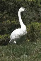 Trompeterschwan (Cygnus buccinator) am 18.9.2010 im Zoo Sauvage de Saint-F�licien,QC.
