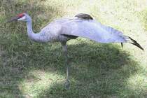 Yoga bender Kanadakranich (Grus canadensis) am 18.9.2010 im Zoo Sauvage de Saint-Flicien,QC. 

