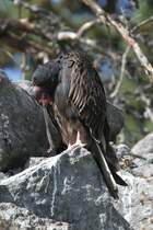 Schmollender Truthahngeier (Cathartes aura) am 18.9.2010 im Zoo Sauvage de Saint-Flicien,QC. 
