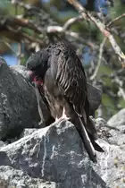 Schmollender Truthahngeier (Cathartes aura) am 18.9.2010 im Zoo Sauvage de Saint-F�licien,QC. 
