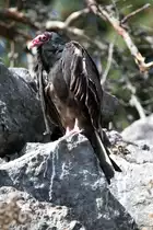 Truthahngeier (Cathartes aura) am 18.9.2010 im Zoo Sauvage de Saint-F�licien,QC.