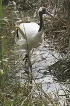 Mandschurenkranich (Grus japonensis) am 18.9.2010 im Zoo Sauvage de Saint-F�licien,QC.
