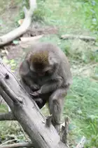  So ein Mist, jetzt habe ich mir auch noch einen Span eingezogen.  Japan- oder Rotgesichtsmakak (Macaca fuscata) am 18.9.2010 im Zoo Sauvage de Saint-F�licien,QC.
