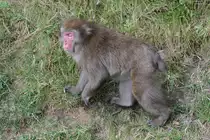  Der Tr�umer . Japanmakak (Macaca fuscata) am 18.9.2010 im Zoo Sauvage de Saint-F�licien,QC. 
