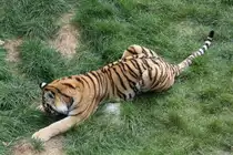 Dieser Tiger scheint etwas gefunden zu haben. Sibierischer Tiger am 18.9.2010 im Zoo Sauvage in St.F�licien.