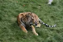 Sibirischer Tiger am 18.9.2010 im Zoo Sauvage de Saint-F�licien,QC.