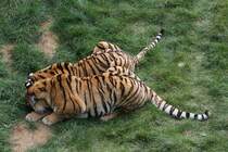 Der zweite Tiger kommt zum Begutachten mit hinzu. Es scheint doch etwas interessantes im Gras zu sein. Sibierischer Tiger am 18.9.2010 im Zoo Sauvage in St.Flicien.
