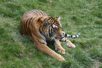 Sibirischer Tiger am 18.9.2010 im Zoo Sauvage de Saint-Flicien,QC.