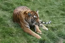 Sibirischer Tiger am 18.9.2010 im Zoo Sauvage de Saint-F�licien,QC.