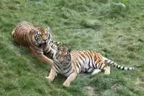 Sibirische Tiger am 18.9.2010 im Zoo Sauvage de Saint-F�licien,QC. Der eine l��t ganz sch�n die Zunge h�ngen.