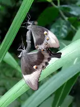Schmetterlinge im Schmetterlingshaus der Wilhelma in Stuttgart.
21.08.2010
