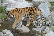 Ja nicht nass werden, das Wasser ist heute kalt. Sibirischer Tiger am 18.9.2010 im Zoo Sauvage de Saint-Flicien,QC.