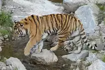 Ja nicht nass werden, das Wasser ist heute kalt. Sibirischer Tiger am 18.9.2010 im Zoo Sauvage de Saint-F�licien,QC.