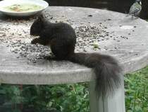 Ein Eichh�rnche und eine Kohlmeise teilen sich das Vogelfutter in unserem Garten. Zum Gl�ck sind die vielen Gr�nfinken grad nich da. Sonst w�re kein Platz auf dem Tisch.