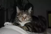 Katze Lucky f�r das Leben einer h�uslichen K�nigin. Hier am  31.08.2010