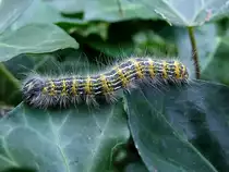 Raupe des Mondvogel(Phalera bucephala) turnt �ber die Efeubl�tter;100924