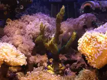 Die Wundersch�ne gr�ne Acropora in meinem Aquarium.