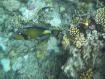 Dieser Gr�ner Riesendr�ckerfisch schwamm mir beim Schnorcheln am hoteleigenen Hausriff vor die Linse.(Urlaub �gypten 2010).