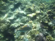 Dieser arabischer Picassodr�cker schwamm mir beim Schnorcheln am hoteleigenen Hausriff vor die Linse.(Urlaub �gypten 2010).