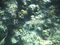 Dieser gepunkteter Igelfisch schwamm mir beim Schnorcheln am hoteleigenen Hausriff vor die Linse.(Urlaub �gypten 2010).