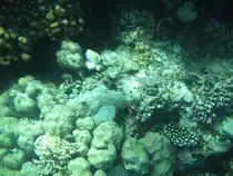 Dieser Steinfisch war nicht leicht zu sehen. Beim Schnorcheln am hoteleigenen Hausriff.(Urlaub �gypten 2010).