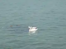 Zwei Schw�ne und eine Stockente am 31.08.2008 in Lindau auf dem Bodensee.