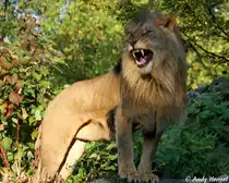 Afrikanischer L�we