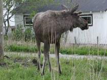 Meister Graufell steht inmitten der nordnorwegischen Ortschaft Tuv und l�sst sich weder von spielenden Kinder noch vom Fotografen beeindrucken.