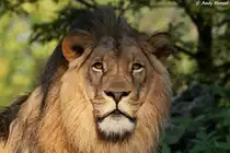 Afrikanischer L�we