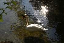 Schwan in Mnchen.(11.10.10)