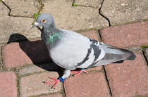 Taube (evtl. Brieftaube, da beringt) mit Orientierungsschwierigkeit. Lie sich fast berhren. Euskirchen 17.09.2010