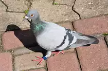 Taube (evtl. Brieftaube, da beringt) mit Orientierungsschwierigkeit. Lie� sich fast ber�hren. Euskirchen 17.09.2010