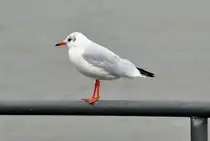 M�we am Rhein in Bonn - 02.08.2010