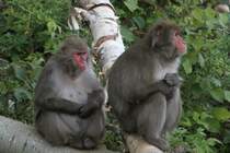 Vertrumte Japanmakaken (Macaca fuscata) am 18.9.2010 im Zoo Sauvage de Saint-Flicien,QC.