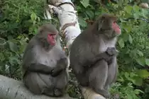 Vertr�umte Japanmakaken (Macaca fuscata) am 18.9.2010 im Zoo Sauvage de Saint-F�licien,QC.