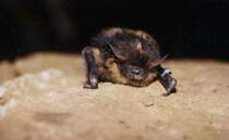 Eine Nordflerdermaus bei der j�hrlichen Fledermausz�hlung in der Grube B�chenberg.