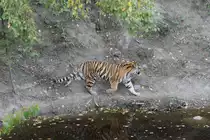 Es gibt etwas zum Fressen. Sibirischer Tiger am 18.9.2010 im Zoo Sauvage de Saint-F�licien,QC.
