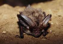 Ein Graues Langohr bei der j�hrlichen Flerdermausz�hlung in der Grube B�chenberg.