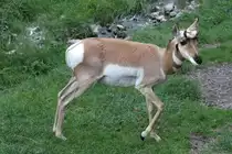 Gabelbock (Antilocapra americana) am 18.9.2010 im Zoo Sauvage de Saint-F�licien,QC.